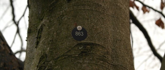 Baumnummer - für - Eintragung - ins - Baumkataster