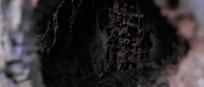 Höhle - im - Totholz - fungiert - als - Biotop
