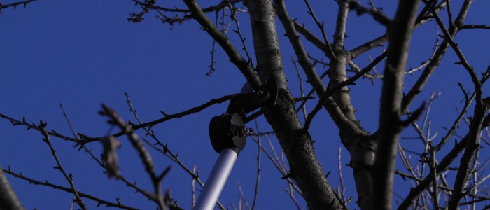 Beschneiden - eines - Obstbaums - mit - Teleskopschneider