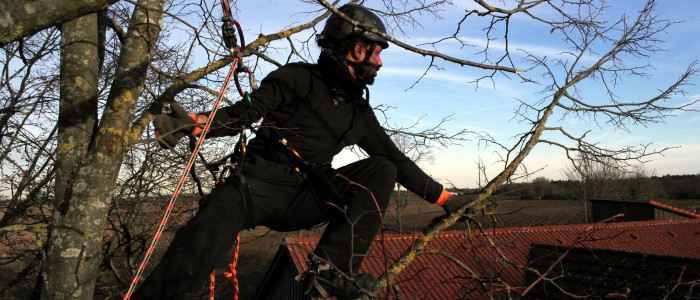 Baumpfleger - klettert - auf - Baum