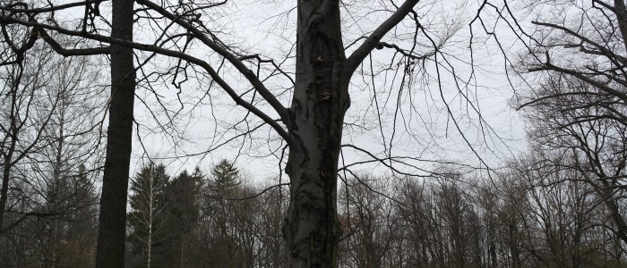 Baum - Baumpilzbefall