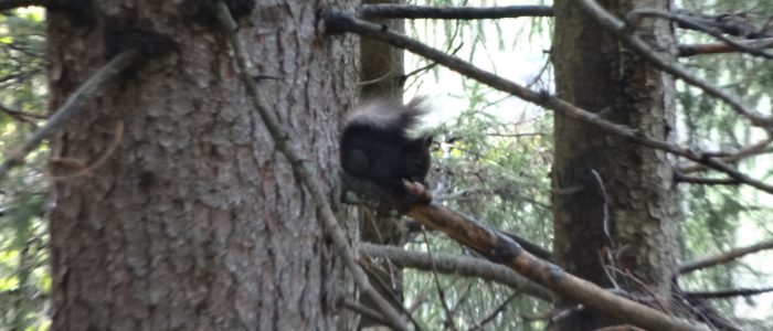 Eichhörnchen-auf-Picea abies