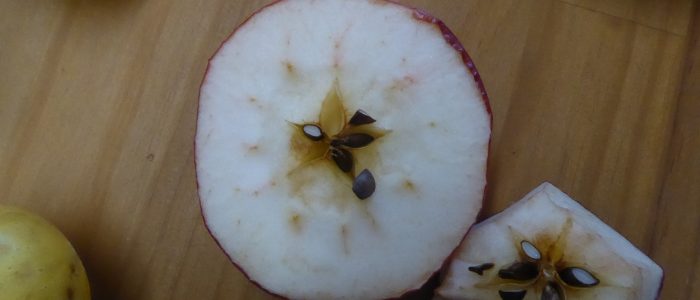 Apfel mit Fortpflanzungselementen