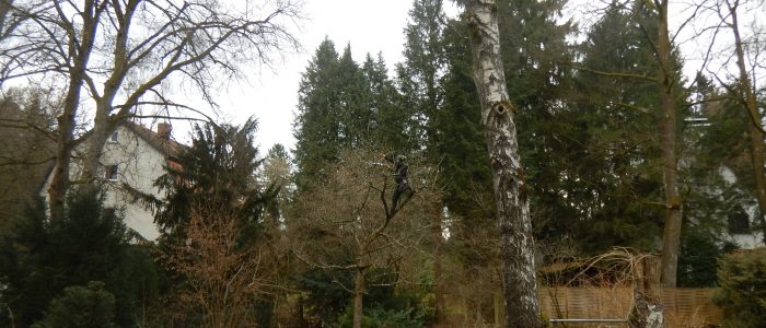 Klettereinsatz ohne Leiter an Obstbaum