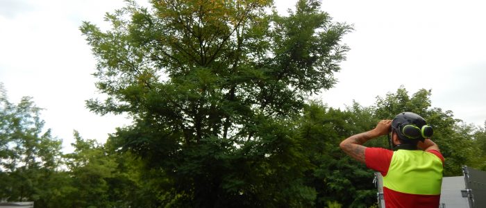 Qualifizierte Inaugenscheinnahme des Baumes