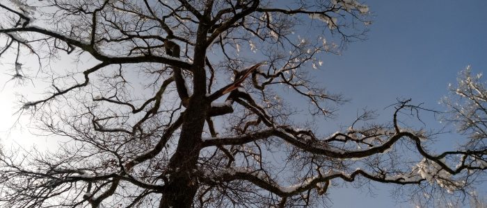 Schneebruch an Quercus